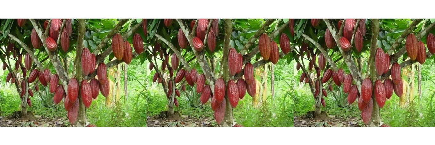 cacao