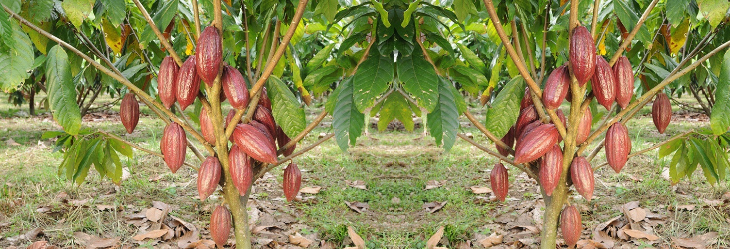 cacao