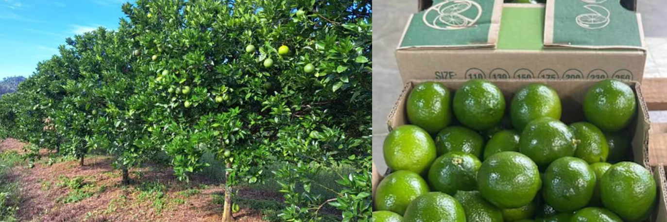limón