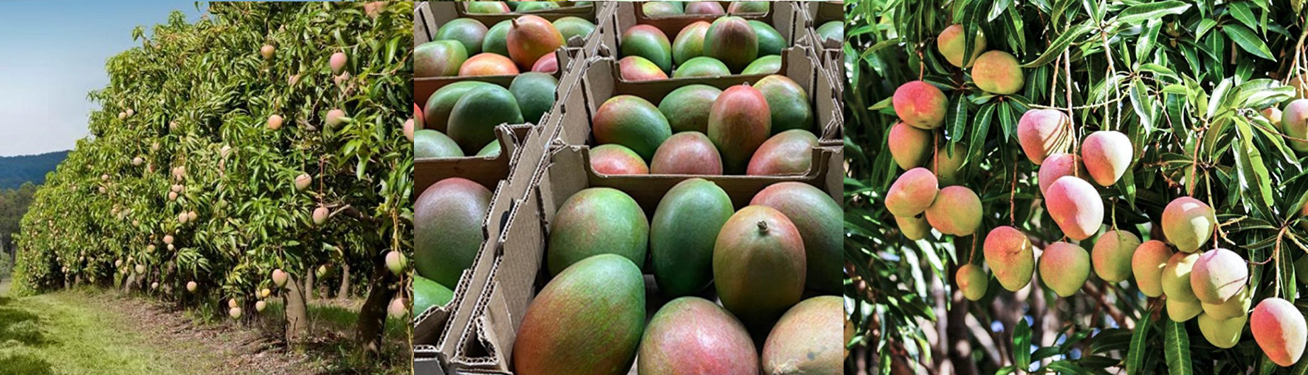mango